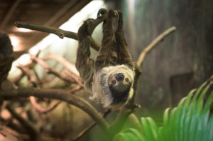 cleveland zoo